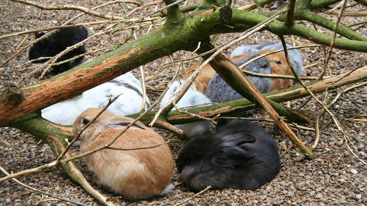 Triušis, Filialas, Žemė, Medis, Gamta, Juoda, Ruda, Balta, Pilka, Zoologijos Sodas