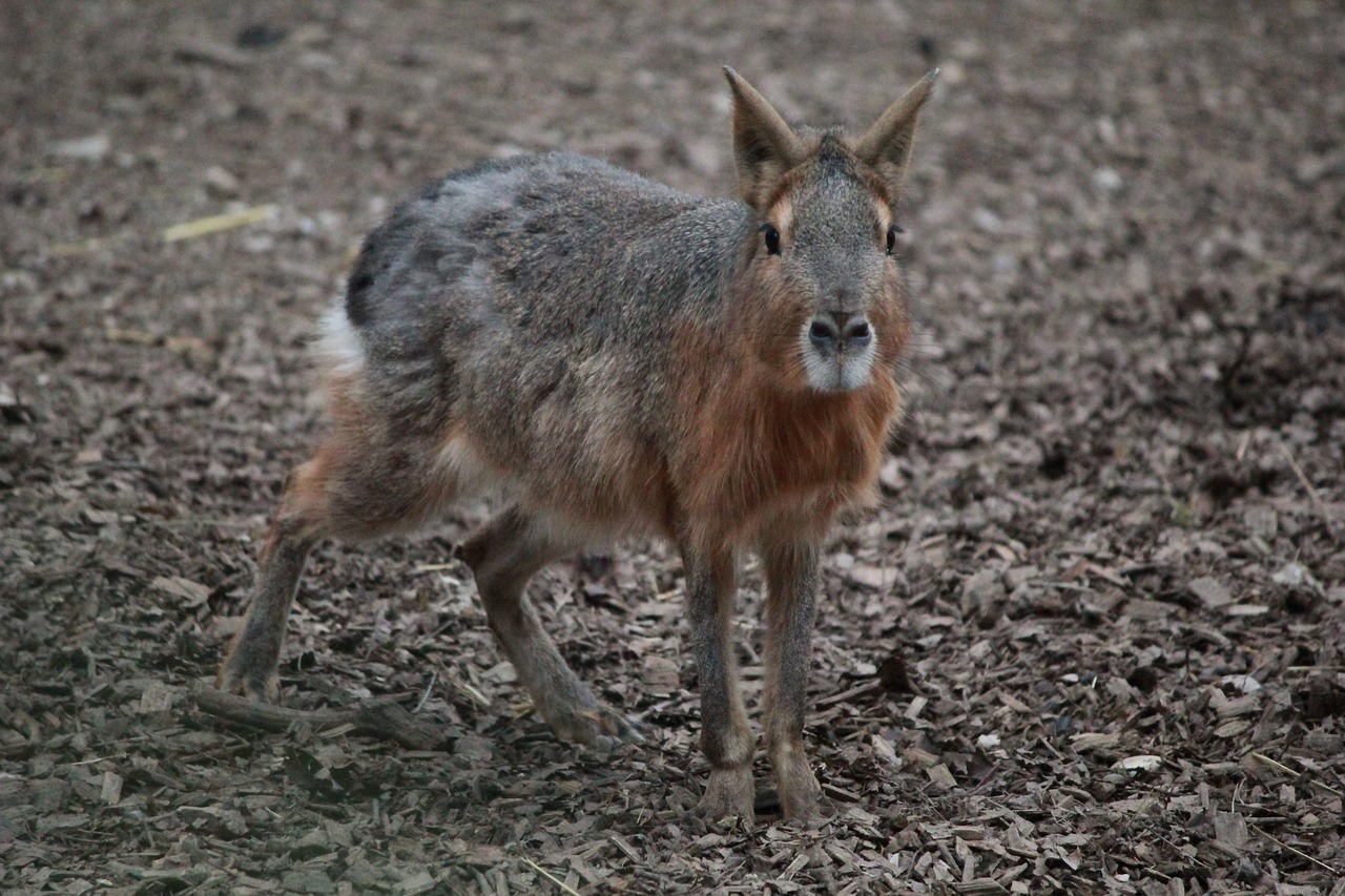 Triušis, Zoologijos Sodas, Gamta, Laukiniai, Mielas, Gyvūnas, Nemokamos Nuotraukos,  Nemokama Licenzija