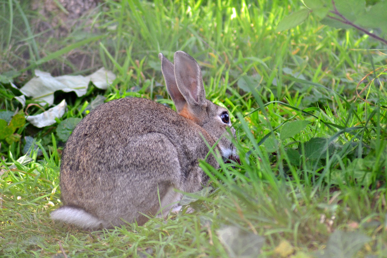 Triušis, Laukiniai, Europietis, Oryctolagus Cuniculus, Suaugęs, Žinduolis, Kailis, Bobo Uodega, Pilka Rusva, Leporidae