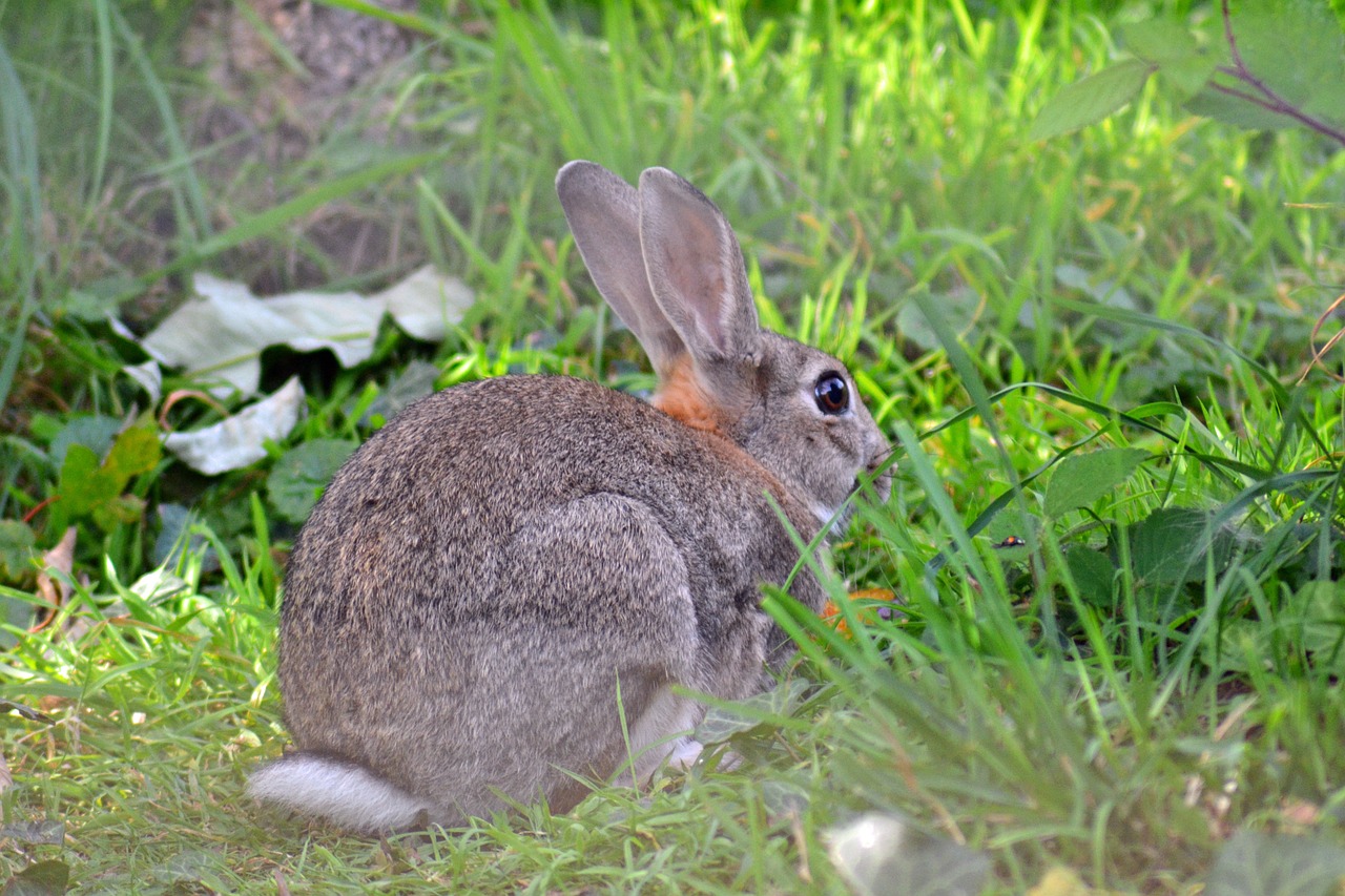 Triušis, Laukiniai, Europietis, Oryctolagus Cuniculus, Suaugęs, Žinduolis, Kailis, Bobo Uodega, Pilka Rusva, Leporidae