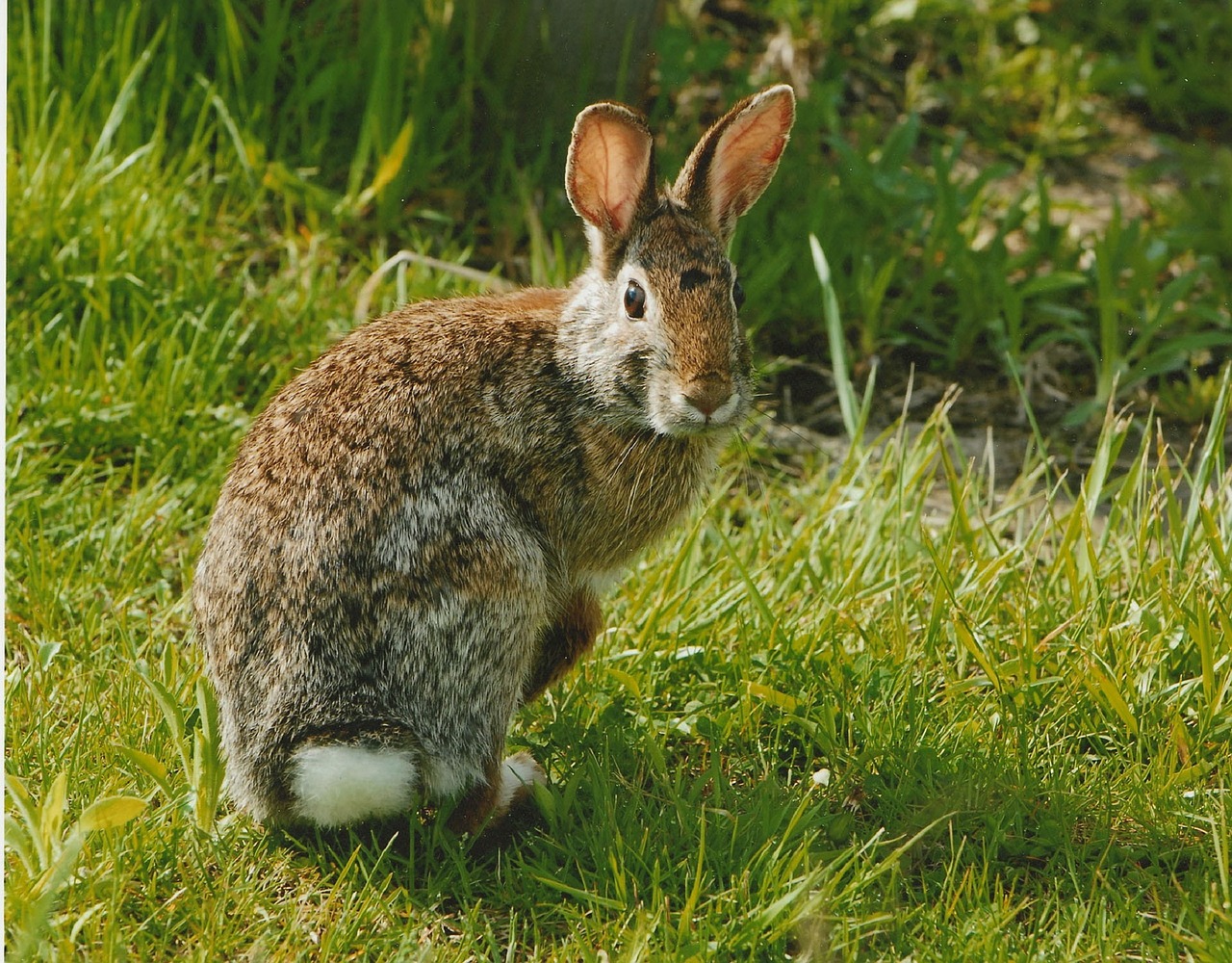 Triušis,  Cottontail,  Velykos,  Zuikis,  Kiškis,  Laukinė Gamta,  Gamta,  Mielas,  Pūkuotas,  Laukiniai