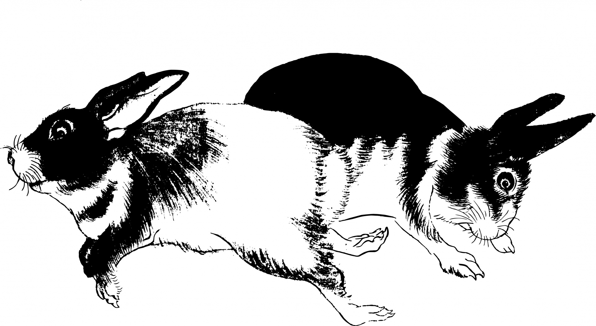 Кролики чёрно белые иллюстрации
