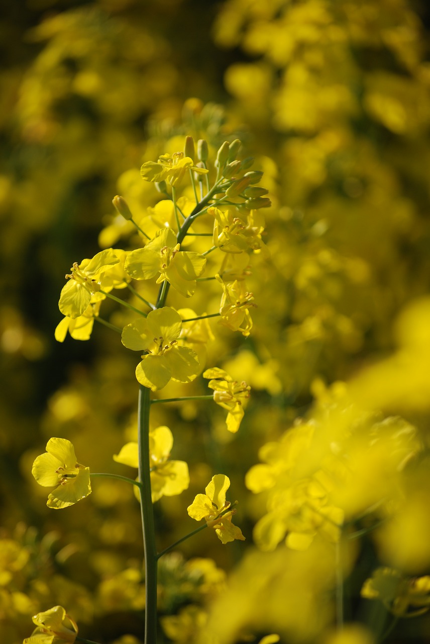 Rabs,  Rabsblüte,  Laukas,  Geltona,  Gėlė,  Augalų,  Žiedas,  Žydėjimas, Nemokamos Nuotraukos,  Nemokama Licenzija