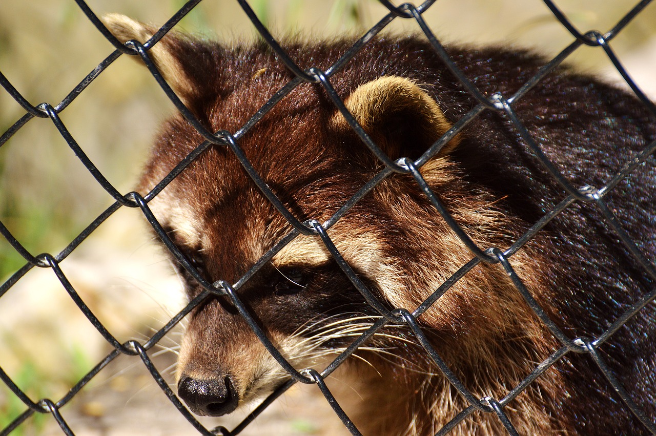 Jenonas, Laukinis Gyvūnas, Pūkuotas, Žinduolis, Saldus, Gamta, Miško Gyvūnai, Gyvūnai, Laukinių Parkų Girtavimas, Zoologijos Sodas