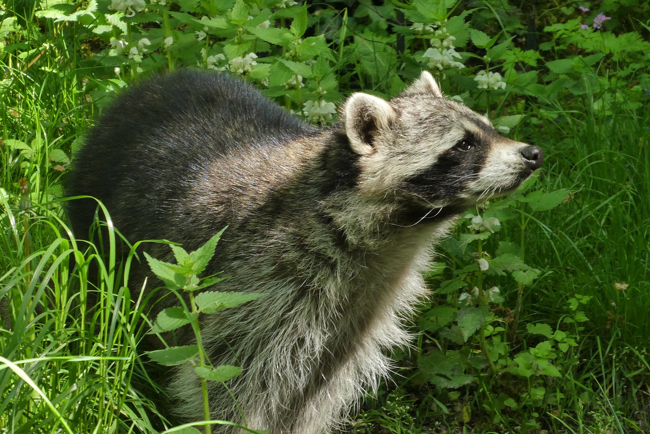 Usūrinių,  Zoo,  Planckendael,  Belgija,  Žinduoliai,  Pobūdį,  Gyvūnijos,  Gyvūnų Karalystė, Nemokamos Nuotraukos,  Nemokama Licenzija