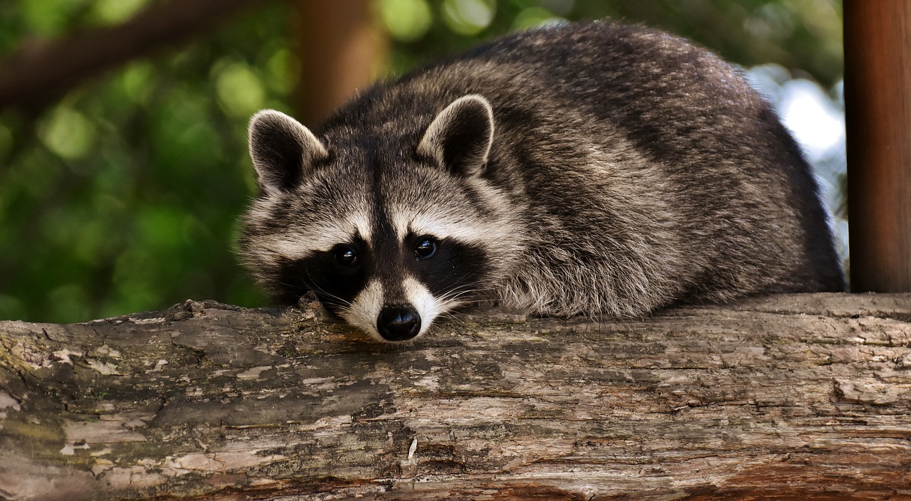 Usūrinių,  Laukinis Gyvūnas,  Furry,  Žinduolis,  Saldus,  Pobūdį,  Miško Gyvūnai,  Gyvūnai,  Wildpark Poing,  Zoo