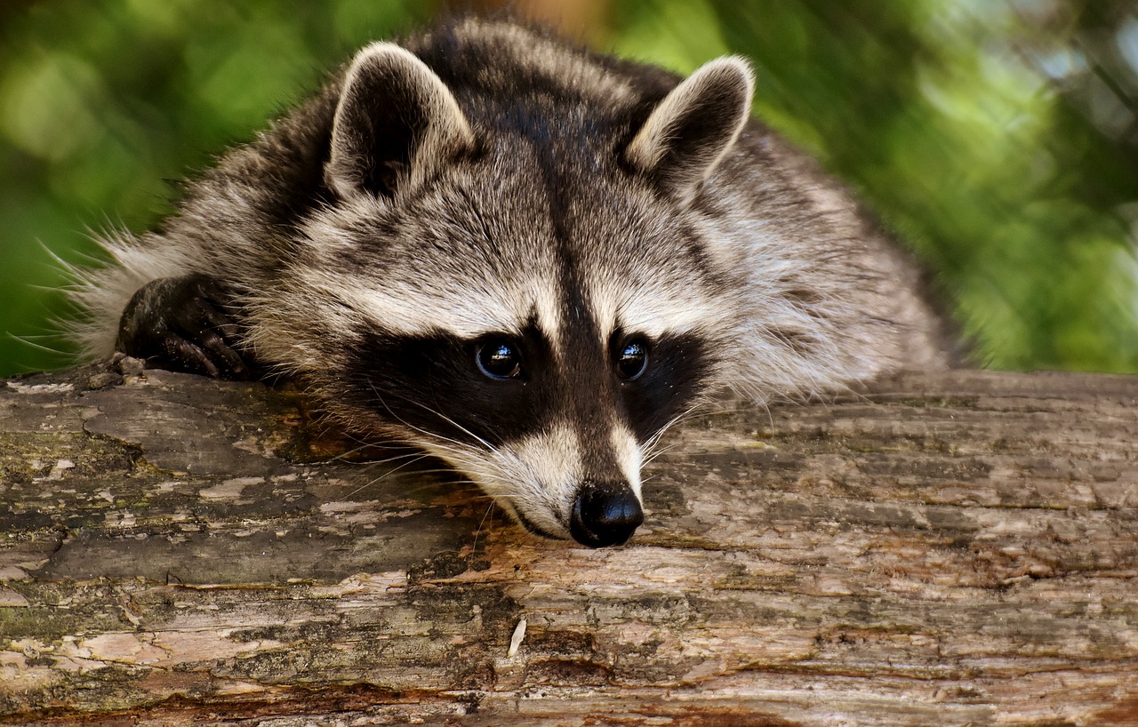 Usūrinių,  Laukinis Gyvūnas,  Furry,  Žinduolis,  Pobūdį,  Miško Gyvūnai,  Gyvūnai,  Wildpark Poing,  Zoo,  Laukinio Gyvenimo Parkas