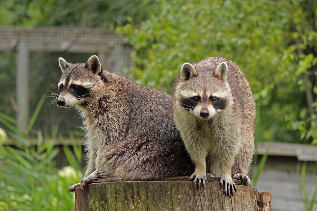 Usūrinių,  Gyvūnas,  Pobūdį,  Zoo,  Kailiai,  Gyvūnijos,  Žinduolis,  Ūsai, Nemokamos Nuotraukos,  Nemokama Licenzija