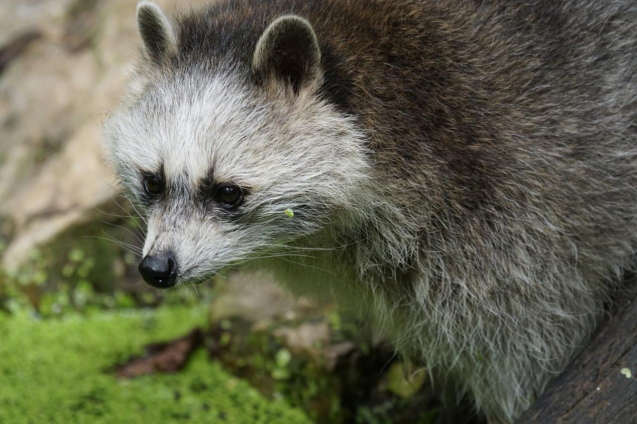 Jenonas, Maitinimas, Zoologijos Sodas, Nemokamos Nuotraukos,  Nemokama Licenzija