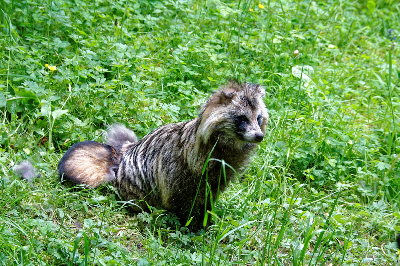 Jenoklis, Tanuki, Enok, Vaisių Fuksai, Fuksas, Šuo, Gyvūnas, Laukiniai, Laukinis Gyvūnas, Gyvūnų Pasaulis