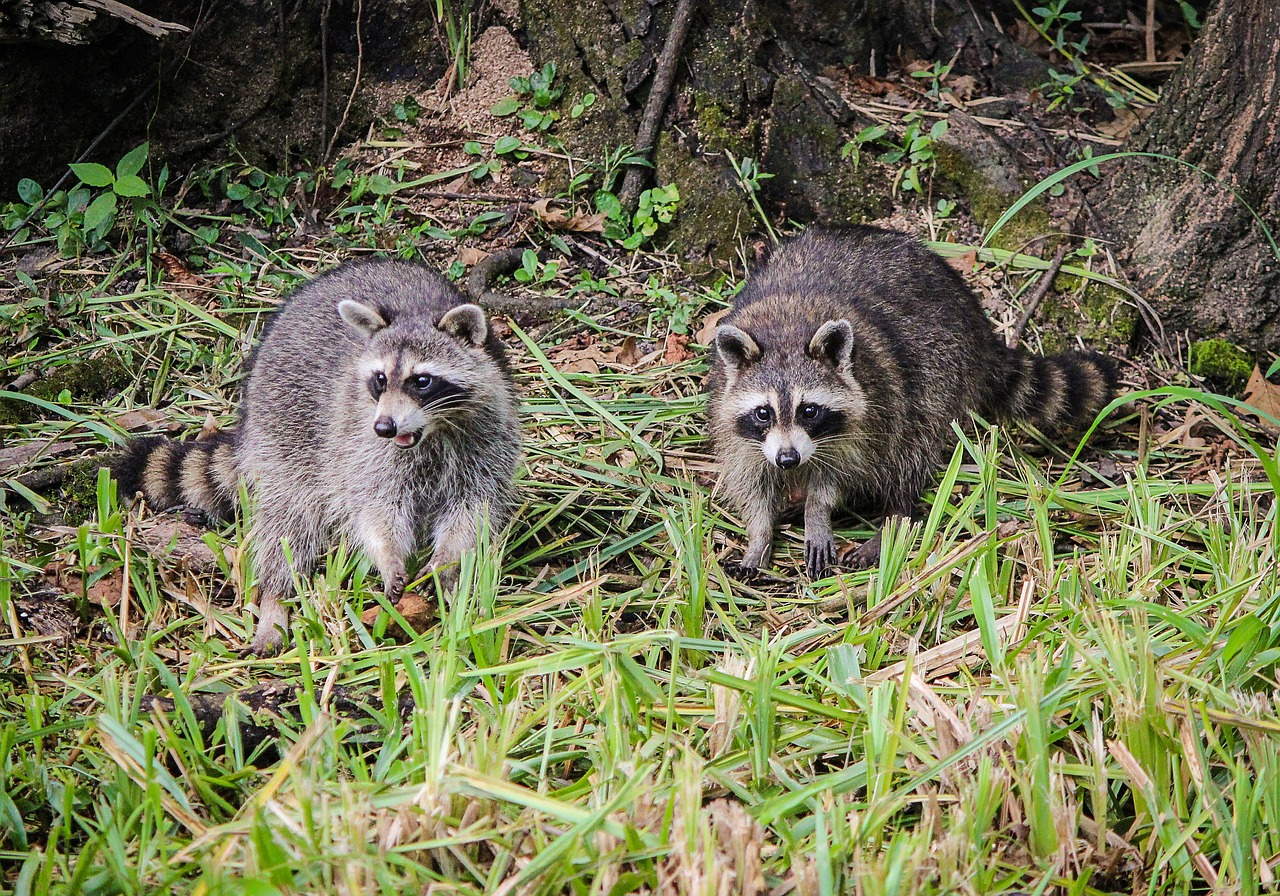 Razinos, Coon, Šiaurės Amerikinis Jenonas, Veido Kaukė, Veido Kaukė, Kaukė, Visažiškas, Luiziana, Bayou, Laukinė Gamta