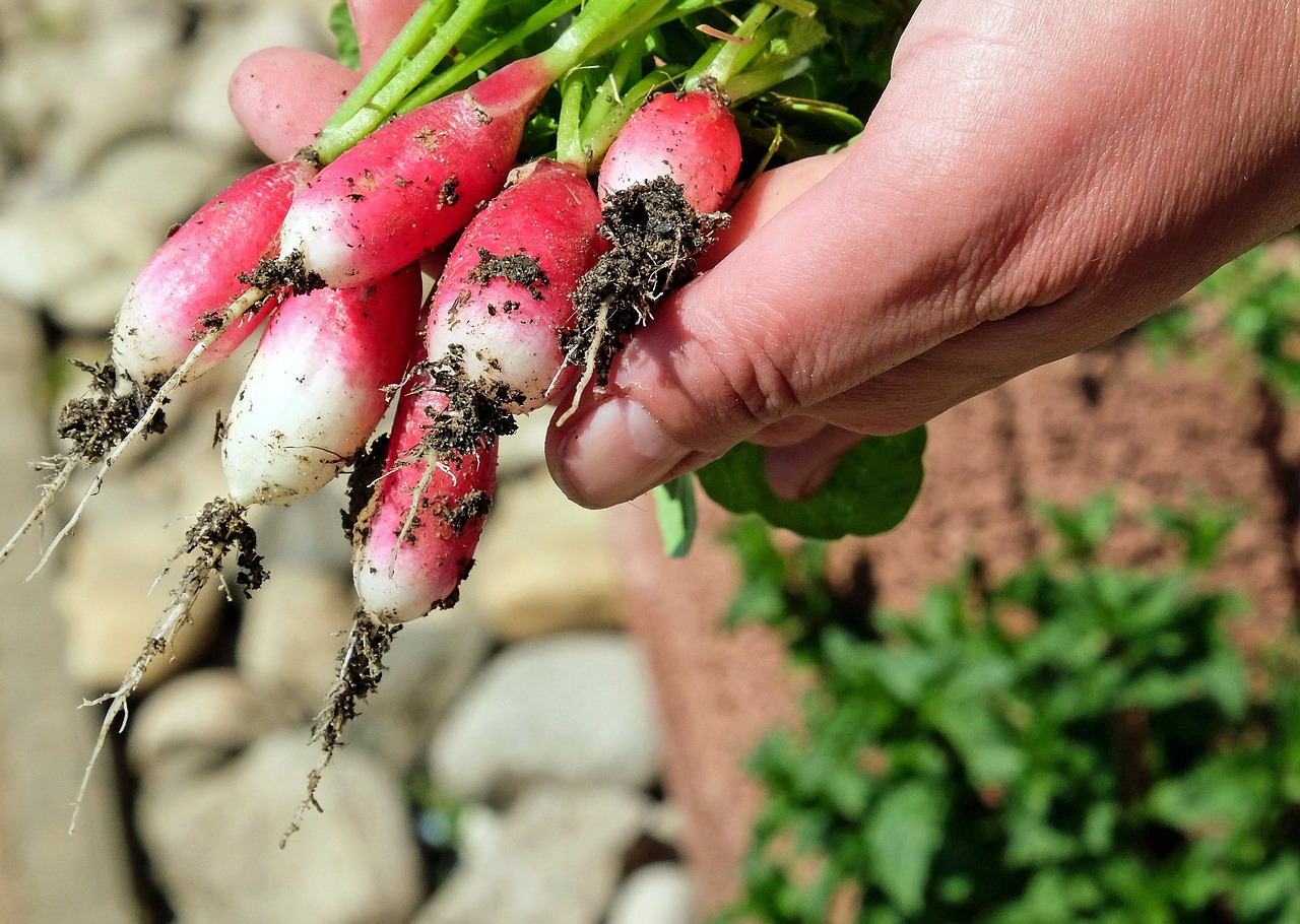 Radieschen, Raudona, Frisch, Daržovių Sodas, Vegetariškas, Nemokamos Nuotraukos,  Nemokama Licenzija