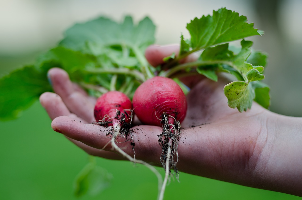 Ridikėliai,  Ranka,  Žalias,  Virtuvė,  Lapai,  Vegetariškas,  Sveikas,  Receptas,  Sodininkystė,  Virtuvė