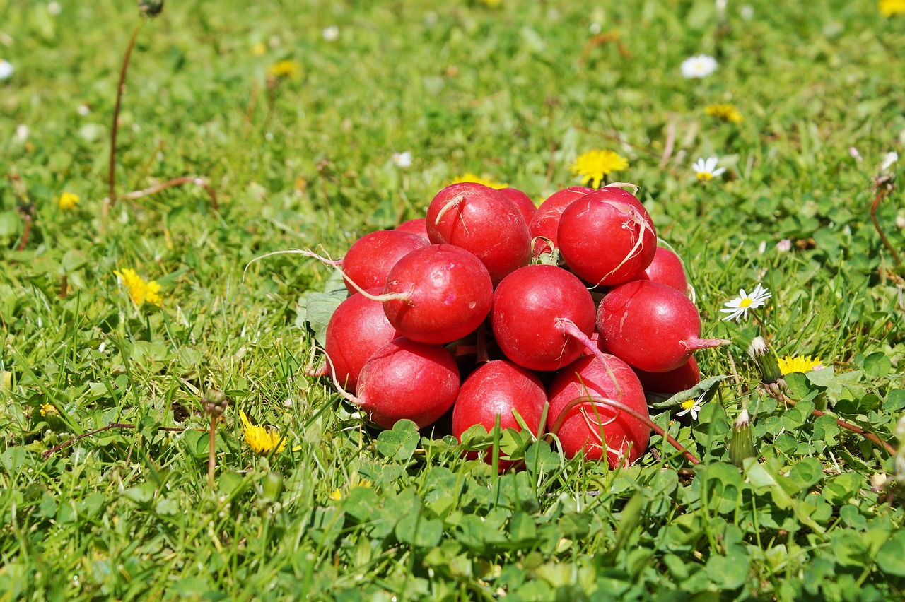 Ridikai, Ridikėliai, Daržovės, Maistas, Sveikas, Vitaminai, Mityba, Valgyti, Augalas, Nemokamos Nuotraukos