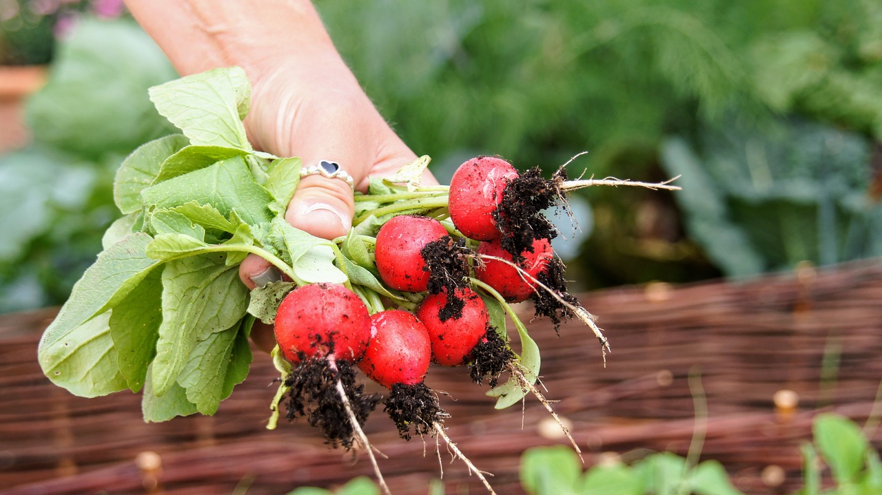 Ridikai,  Derlius,  Maisto,  Raudona,  Vitaminai,  Sodas,  Šviežias,  Pirmasis Ridikėliai,  Sodininkystė,  Augalas