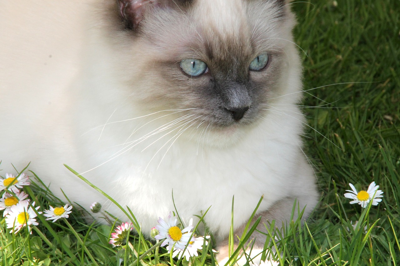 Ragdoll, Katė, Daisy, Katės Akys, Žolė, Felidae, Katė Kūdikis, Portretas, Gyvūnai, Naminis Katinas