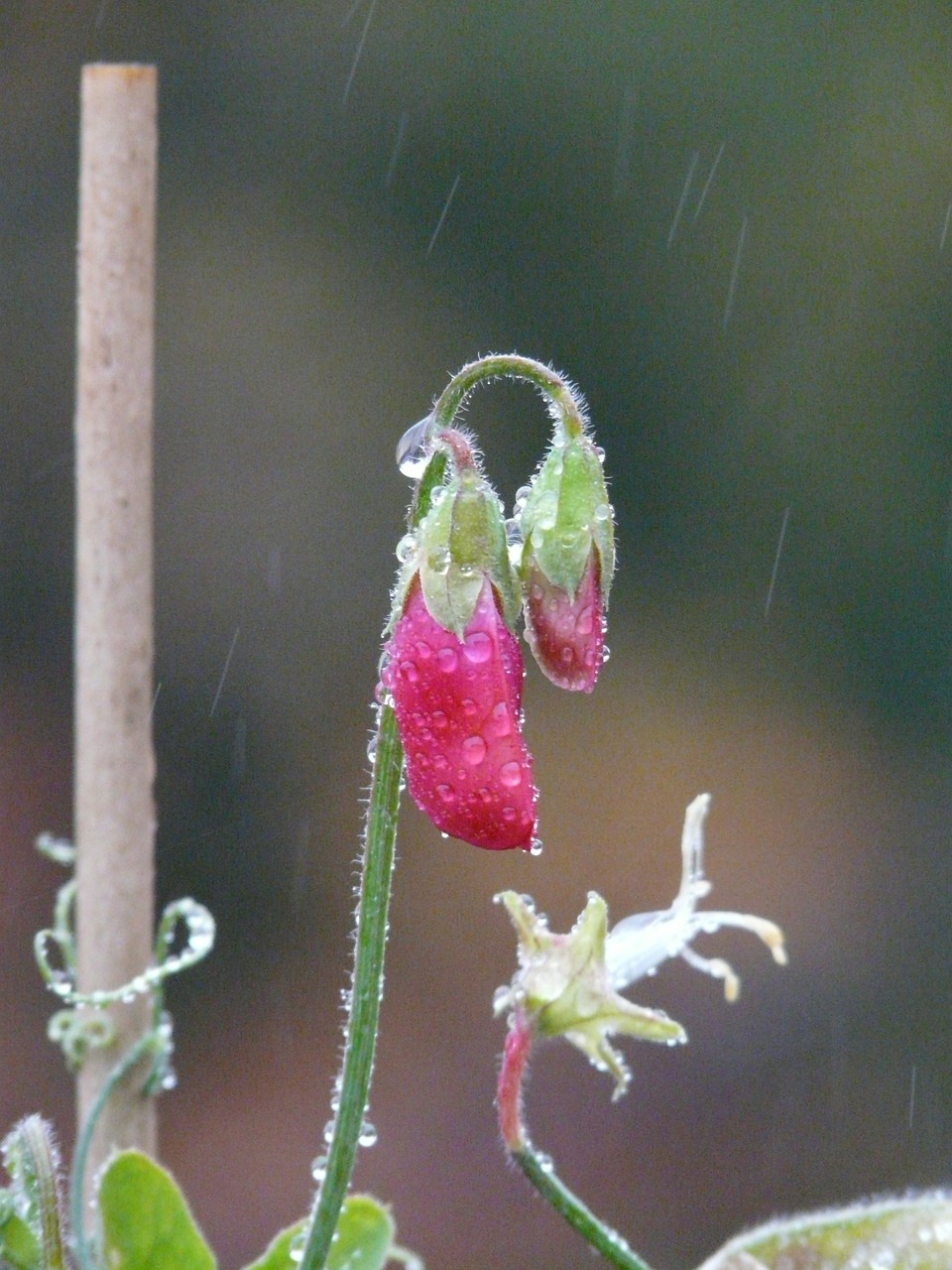 Lietus, Liūtys, Šlapias, Vetch, Vicia, Fabaceae, Faboideae, Ankštiniai, Raudona, Gėlė