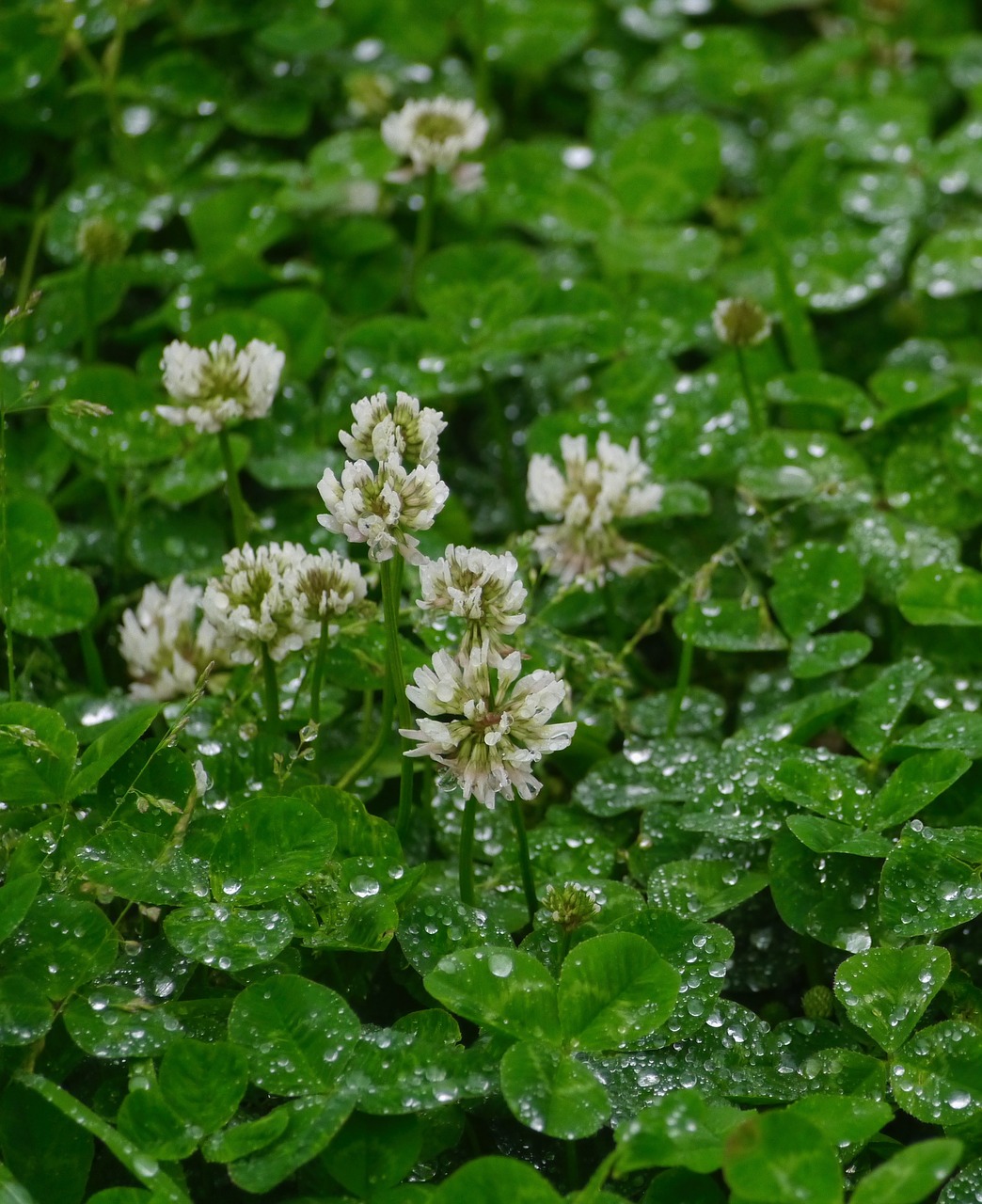 Lietus, Astragalus, Žolė, Gėlės, Trefoil, Dobilas, Lašas, Lašas Vandens, Spindi, Antomasako