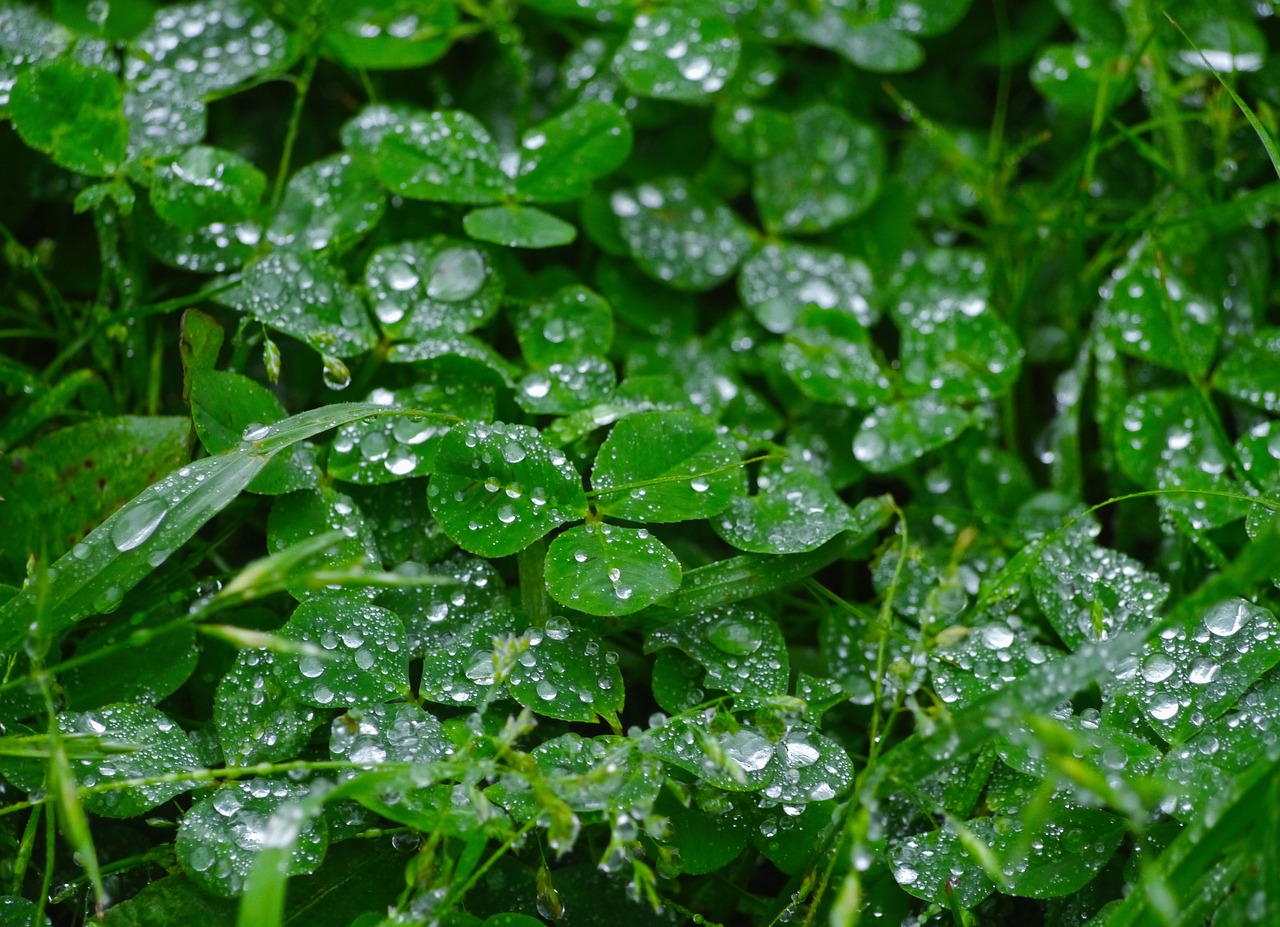 Lietus, Trefoil, Dobilas, Lašas, Lašas Vandens, Spindi, Antomasako, Žalias, Žemė, Otsu Parkas