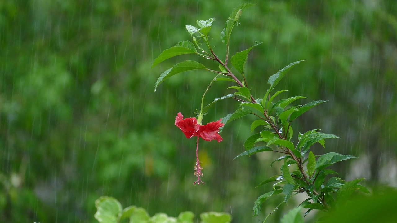 Lietus, Hibiscus, Žiedas, Žydėti, Liūtys, Hibiscus Gėlė, Lašelinė, Šlapias, Lašas Vandens, Karoliukas