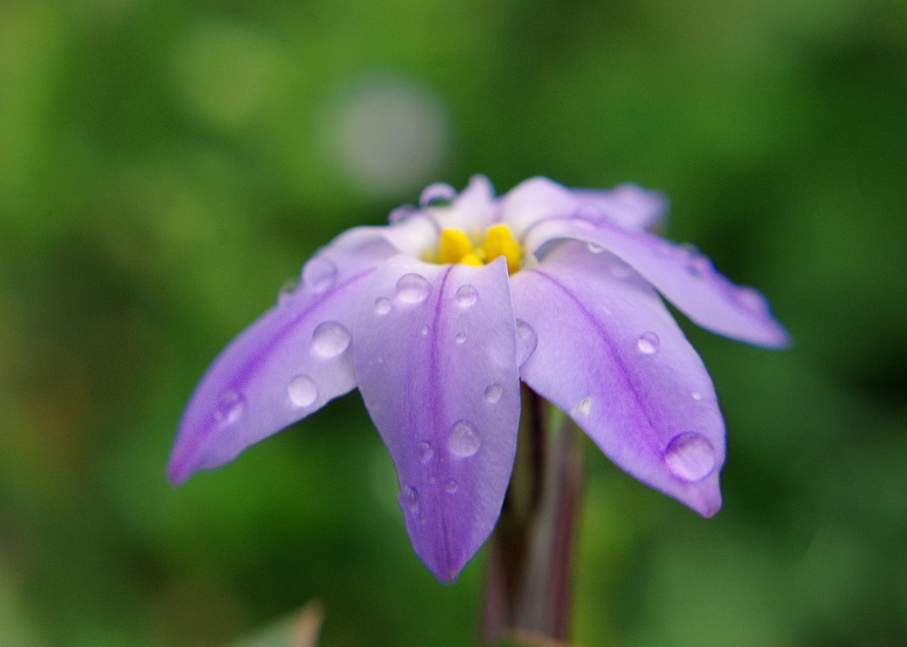 Lietus, Gėlė, Violetinė, Makro, Sodas, Flora, Vasara, Vanduo, Gamta, Pavasaris