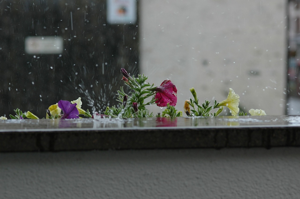 Lietus, Gėlės, Gamta, Nemokamos Nuotraukos,  Nemokama Licenzija