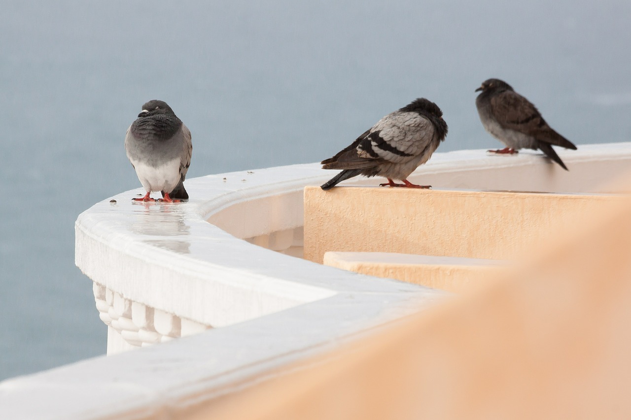 Lietus, Balandžiai, Šlapias, Parapet, Veidrodis, Balta, Apvalinimas, Nemokamos Nuotraukos,  Nemokama Licenzija