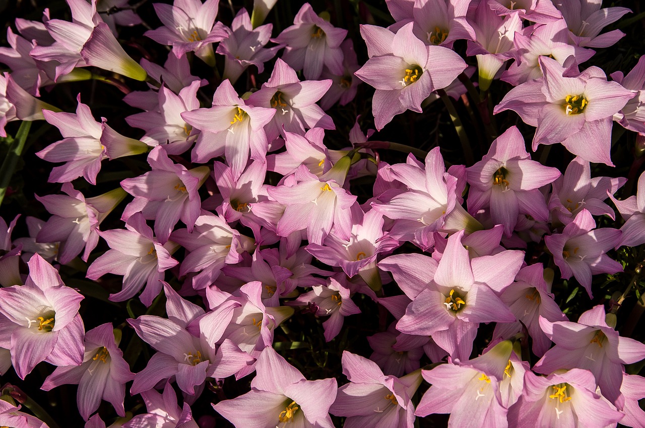 Lietaus Lelijos, Zephyranthes Grandiflora, Rožinis, Lemputė, Gėlė, Gėlių, Žydėti, Žiedas, Žiedlapiai, Daug