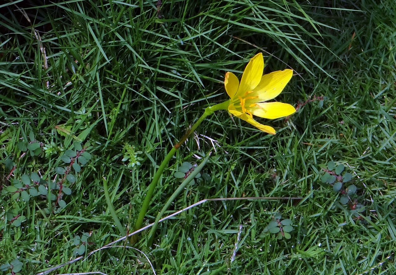 Lietaus Lelija, Fėjų Lilija, Zefyras Lelija, Zephyranthes Candida, Amaryllidaceae, Lietingos, Gėlė, Geltona, Zefirantai, Indija