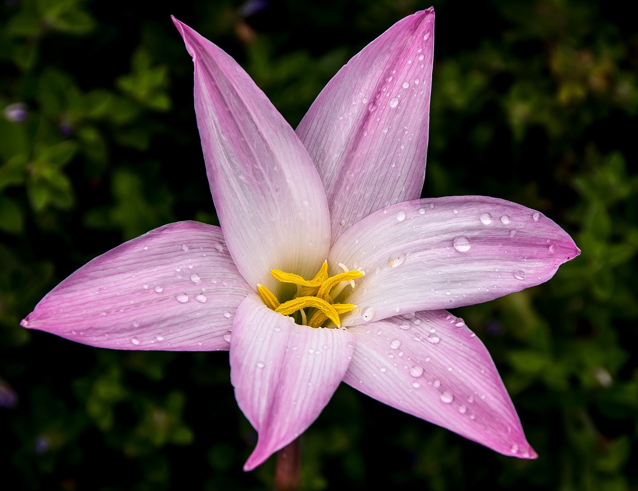 Lietaus Lelija Zephyranthes Grandiflora, Rožinis, Lemputė, Gėlė, Gėlių, Žydėti, Žiedas, Žiedlapiai, Lietus, Sodas