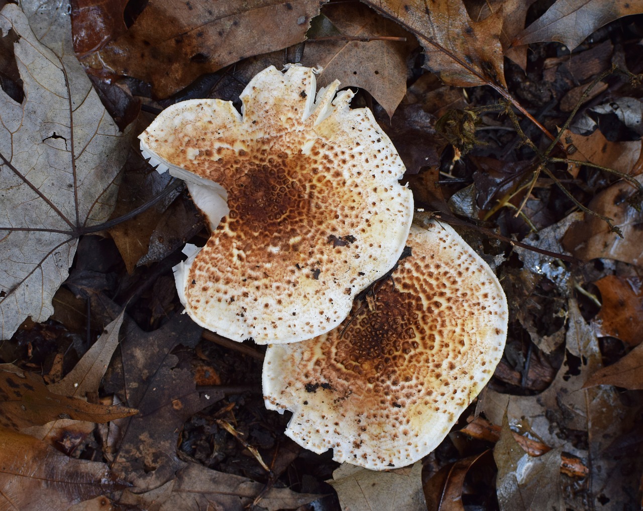 Lietaus Drėgnai Grybai, Grybai, Grybai, Augalas, Gamta, Lapai, Lapija, Ruduo, Kritimas, Nemokamos Nuotraukos