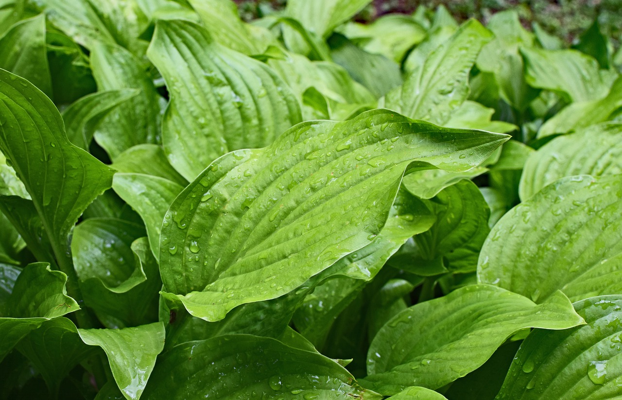 Lietaus Drėgnas Medžioklės Lelijos Lapai, Hosta, Lapai, Lapija, Drėgna Lietaus, Augalas, Flora, Sodas, Gamta, Daugiametis