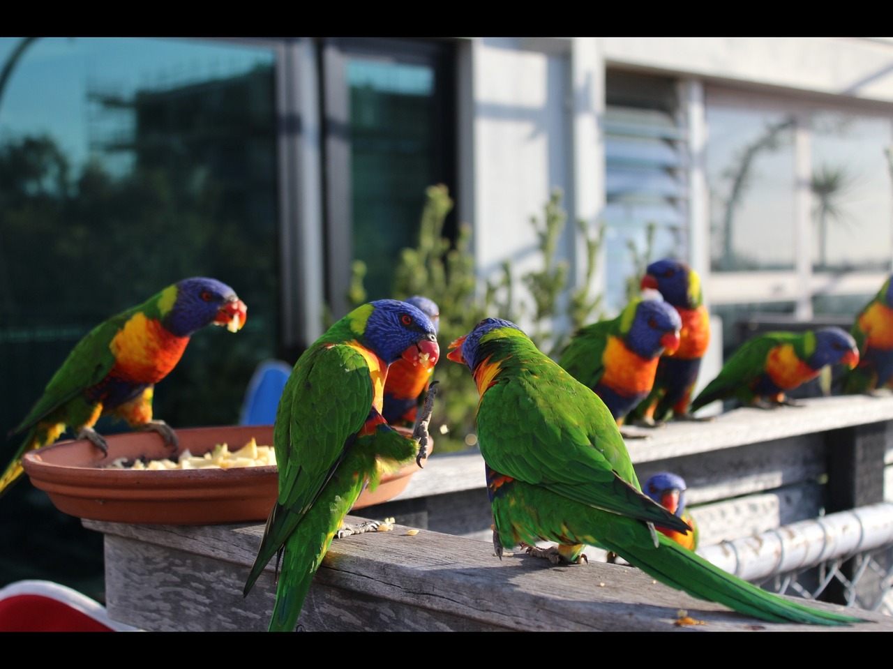 Vaivorykštė, Lorikeet, Papūga, Melburnas, St Kilda, Paukštis, Maitinimas, Australia, Violetinė, Oranžinė