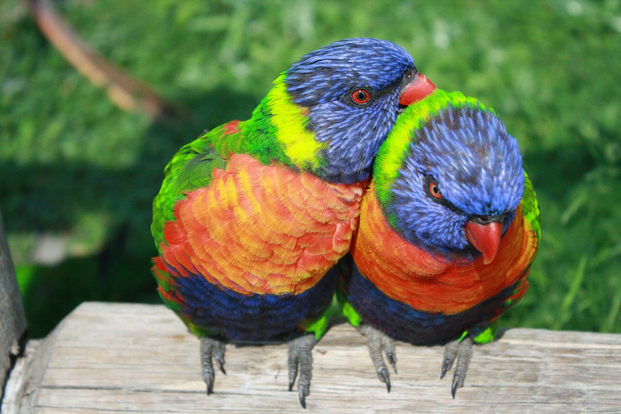 Vaivorykštė Lorikeet, Papūgos, Lorikeet, Egzotiški Paukščiai, Paukščiai, Pora, Meilė, Kartu, Nemokamos Nuotraukos,  Nemokama Licenzija