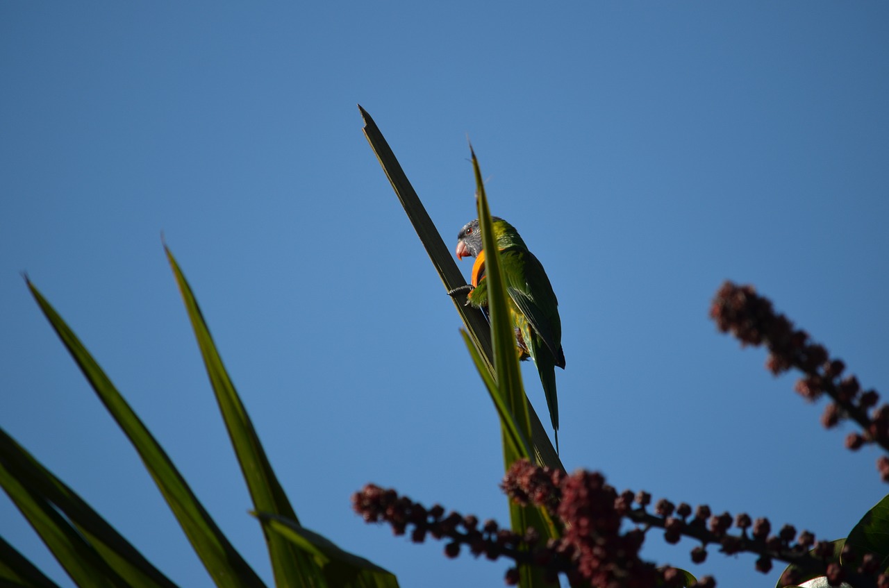 Vaivorykštė Lorikeet, Paukštis, Dangus, Plunksna, Gamta, Sparnai, Atogrąžų, Nemokamos Nuotraukos,  Nemokama Licenzija