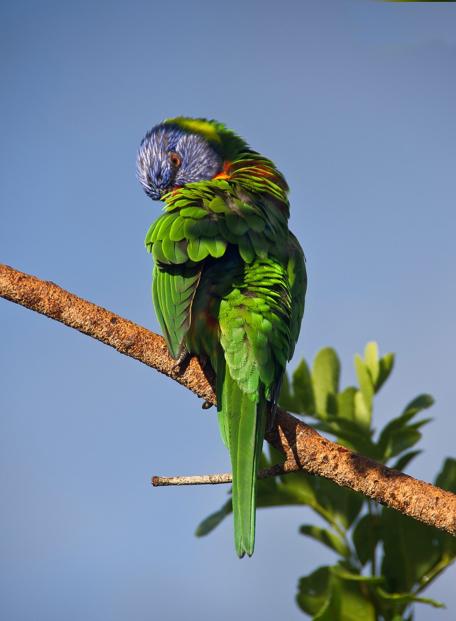 Vaivorykštė Lorikeet, Papūga, Preening, Spalvinga, Paukštis, Australian, Laukiniai, Medis, Mėlynas Dangus, Nemokamos Nuotraukos