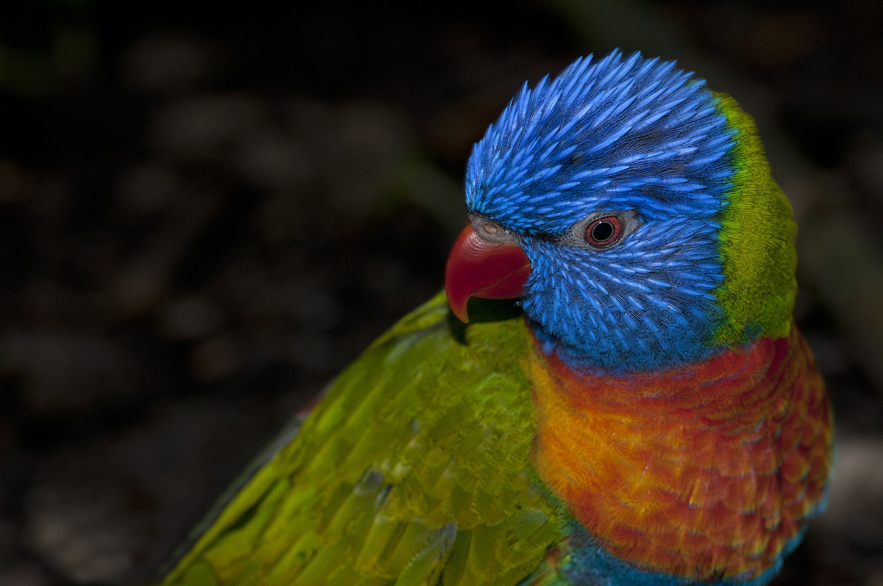 Vaivorykštė Lorikeet, Vaivorykštinis Papūga, Papūga, Spalvos, Snapas, Paukštis, Gyvūnai, Nemokamos Nuotraukos,  Nemokama Licenzija