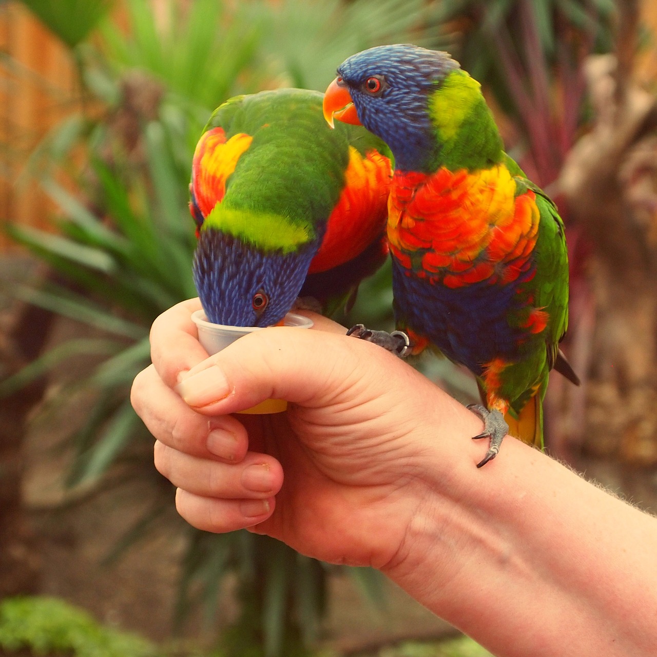 Vaivorykštė Lorikeet,  Paukščiai,  Papūga,  Spalvos,  Ranka,  Stick,  Medus,  Maistas, Nemokamos Nuotraukos,  Nemokama Licenzija