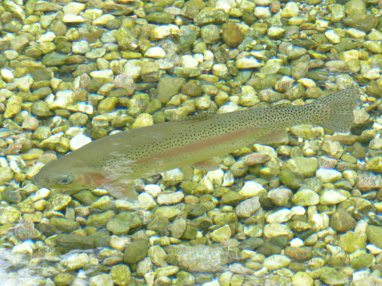 Vaivorykštinis Upėtakis, Žuvis, Upėtakis, Vanduo, Oncorhynchus Mykiss, Salmo Gairdneri, Salmo Irideus, Angelinė Žuvis, Vandenys, Žuvų Ištekliai