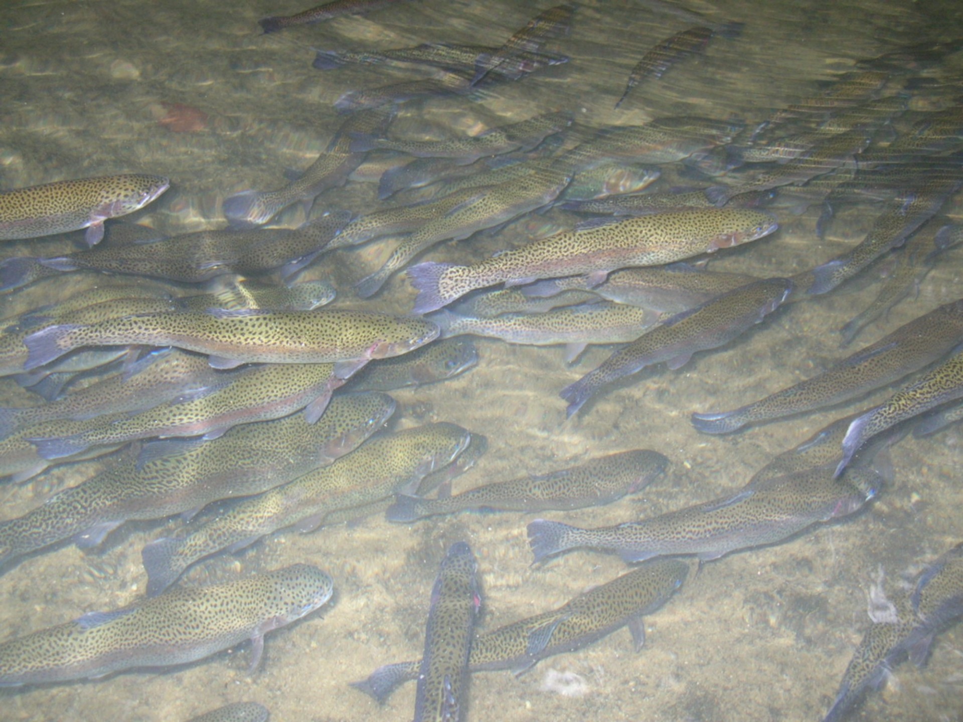 Upėtakis,  Vaivorykštė & Nbsp,  Upėtakis,  Žuvininkystė,  Neršti,  Žuvis,  Gėlavandeniai & Nbsp,  Žuvys,  Upėtakis & Nbsp,  Ūkis