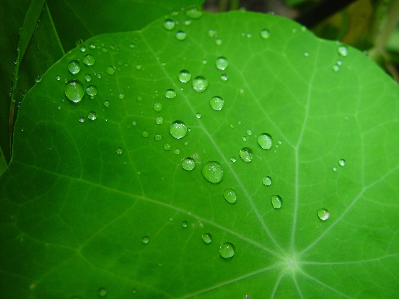 Lietaus Lašai, Lapai, Nasturtium, Augalas, Žalias, Tekstūra, Makro, Lietus, Rasa, Vanduo