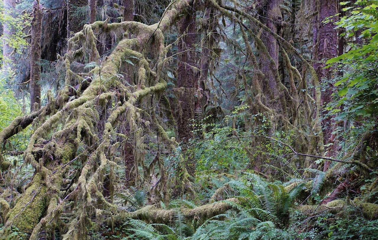 Atogrąžų Miškai, Nacionalinis Parkas, Usa, Nemokamos Nuotraukos,  Nemokama Licenzija