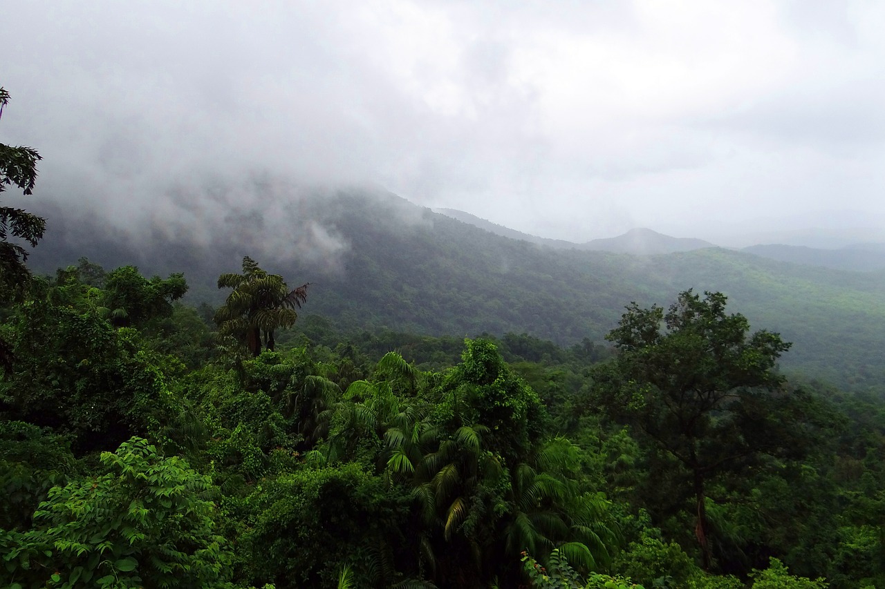 Atogrąžų Miškai, Mollemo Nacionalinis Parkas, Vakarų Gatas, Kalnai, Augmenija, Debesys, Orografinis, Lietingą, Goa, Indija