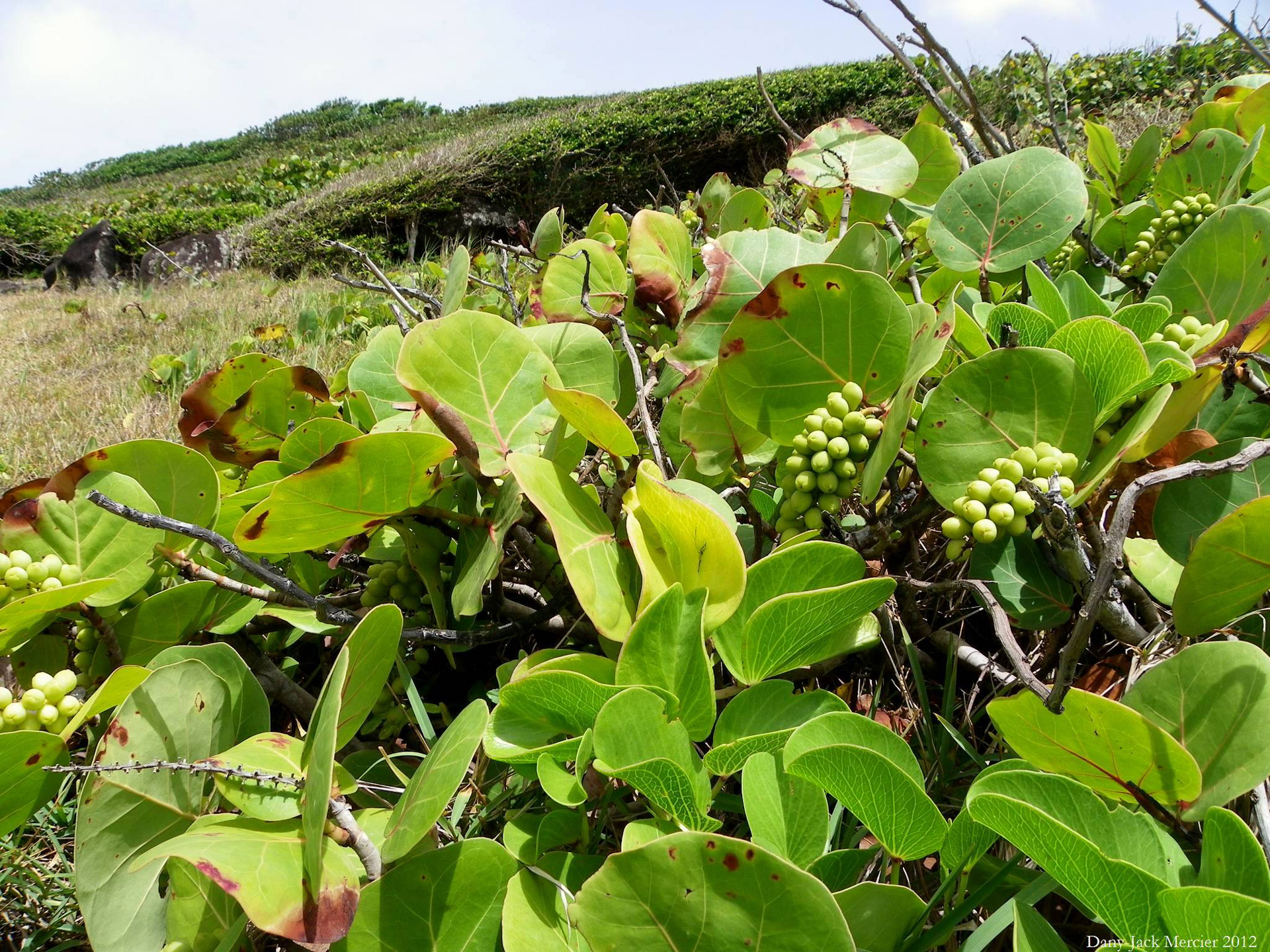 Raisinier,  Vynuogių & Nbsp,  Augalas,  Raisinier Gvadelupoje 2, Nemokamos Nuotraukos,  Nemokama Licenzija