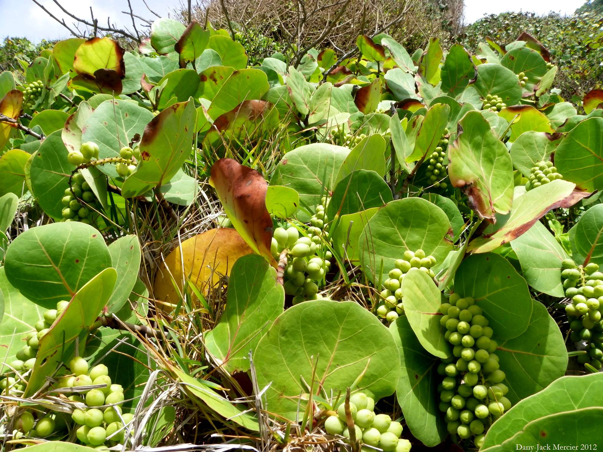 Raisinier,  Vynuogių & Nbsp,  Augalas,  Raisinier Guadeloupe 3, Nemokamos Nuotraukos,  Nemokama Licenzija