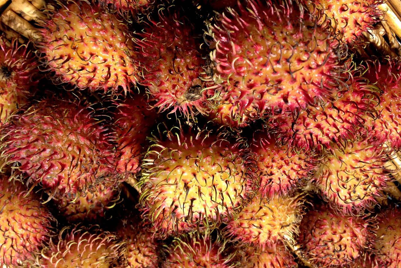 Rambutanas, Plaukuoti Lichai, Vaisiai, Egzotiniai Vaisiai, Martinique, Nemokamos Nuotraukos,  Nemokama Licenzija