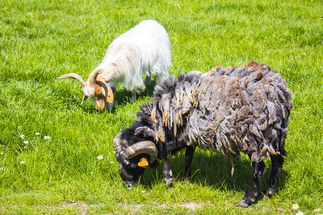 Avinai, Veislynas, Kaimas, Žolė, Kanopos, Lenkija, Gamta, Gyvūnas, Ganyklos, Nibble