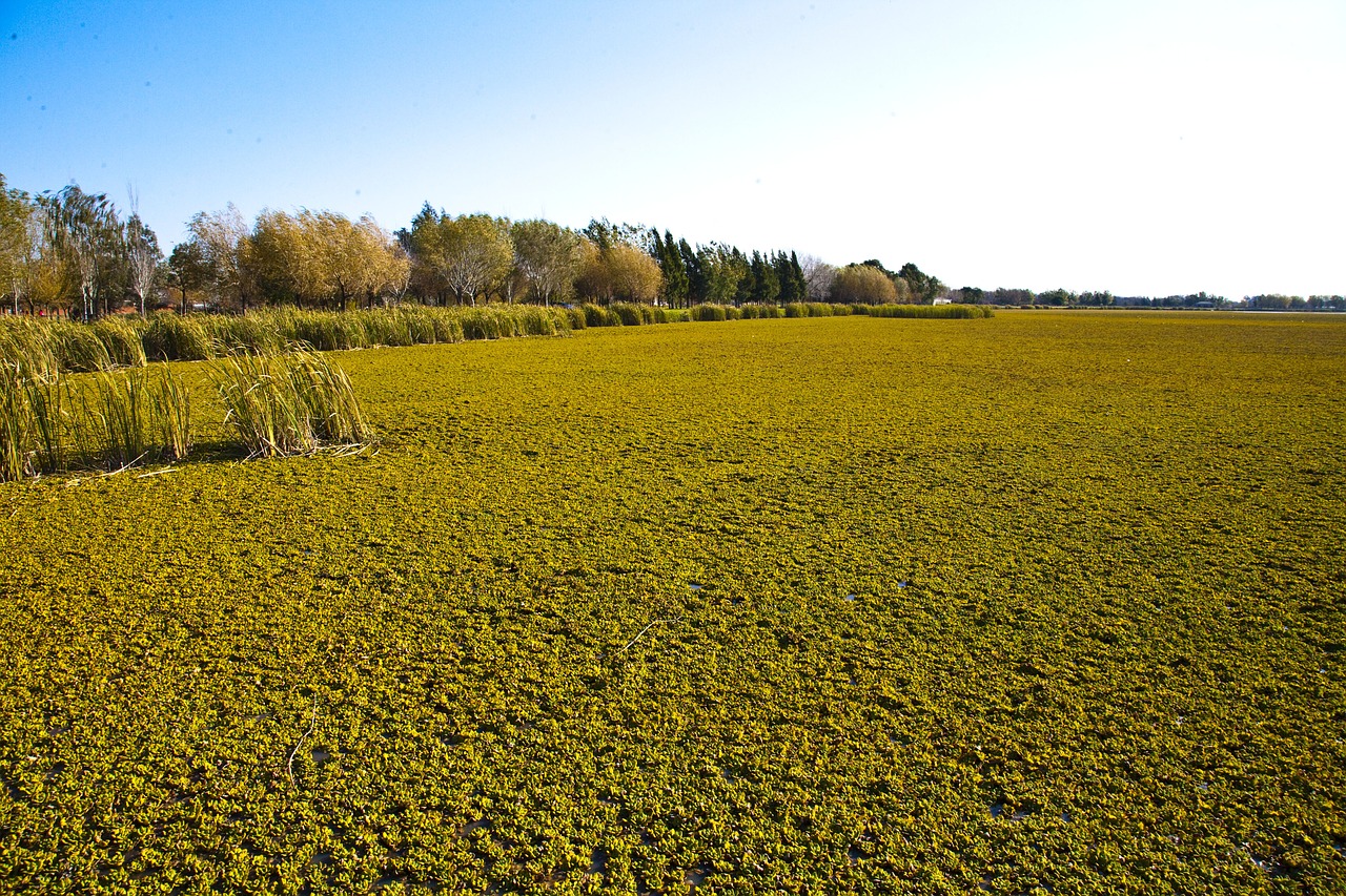 Ranches, Laukas, Argentina, Pampa, Nemokamos Nuotraukos,  Nemokama Licenzija