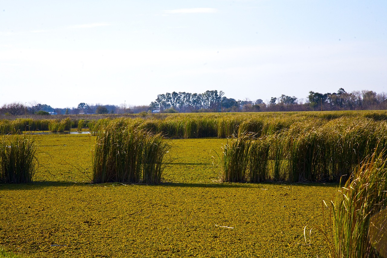 Ranches, Žalias, Parkas, Pampa, Argentina, Gamta, Lapai, Vaikščioti, Žolė, Prairie