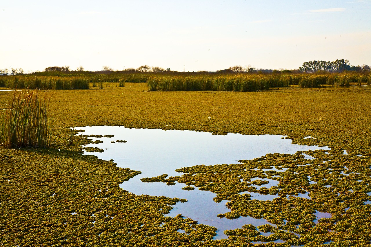 Ranches, Žalias, Parkas, Pampa, Argentina, Nemokamos Nuotraukos,  Nemokama Licenzija